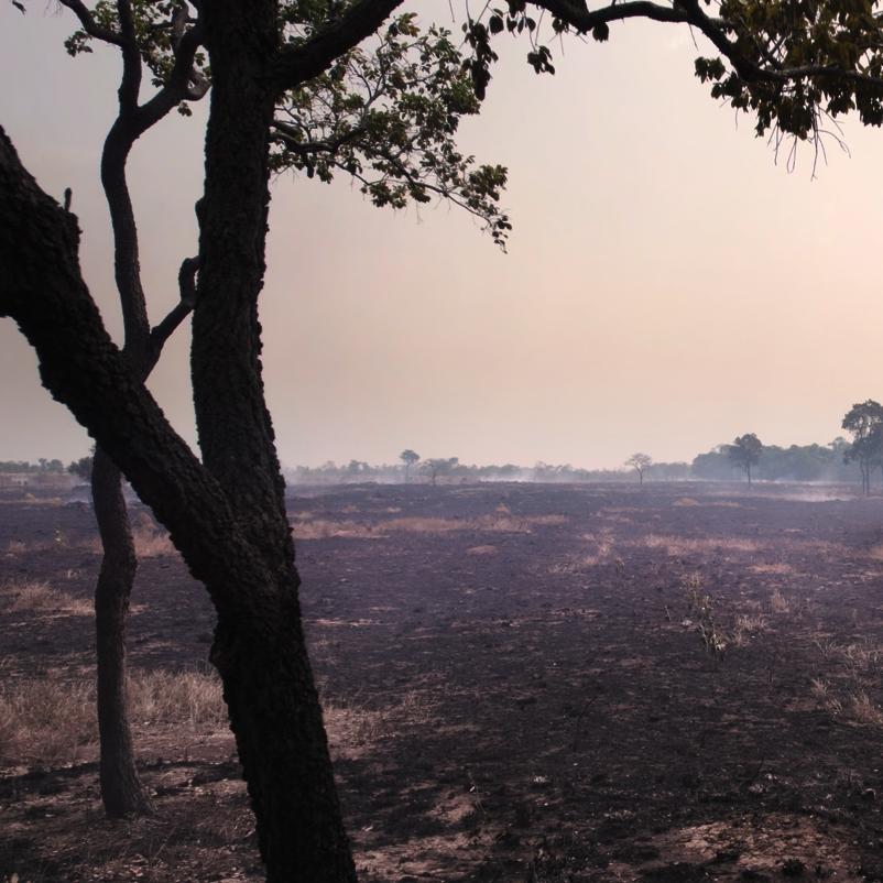 Riberalta: Una resposta a la destrucció de l'Amazònia boliviana des de la Universitat Autònoma del Beni